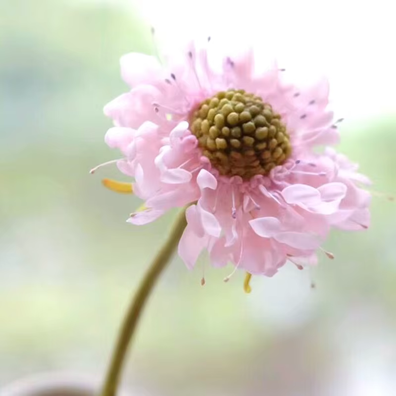 Scabiosa étamine coeur fleur veine Silicone moule Fondant Sugarcraft gomme pâte résine argile eau papier gâteau décoration outils M2396