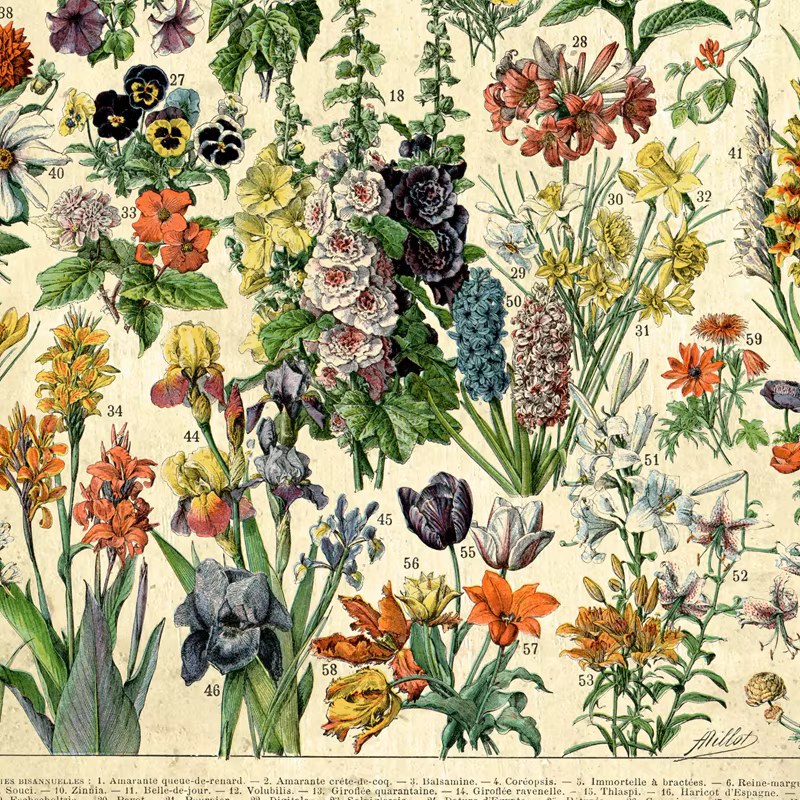 Affiches et imprimés Vintage de fleurs françaises