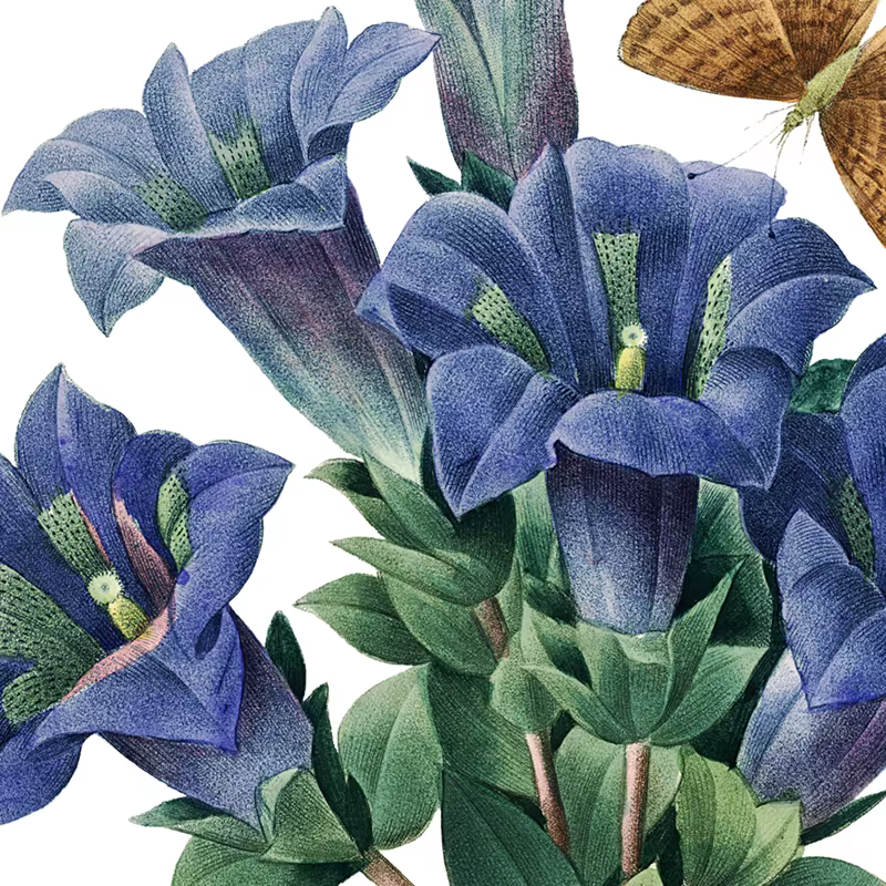 PJ. Affiches et imprimés Vintage de fleurs de Redoute