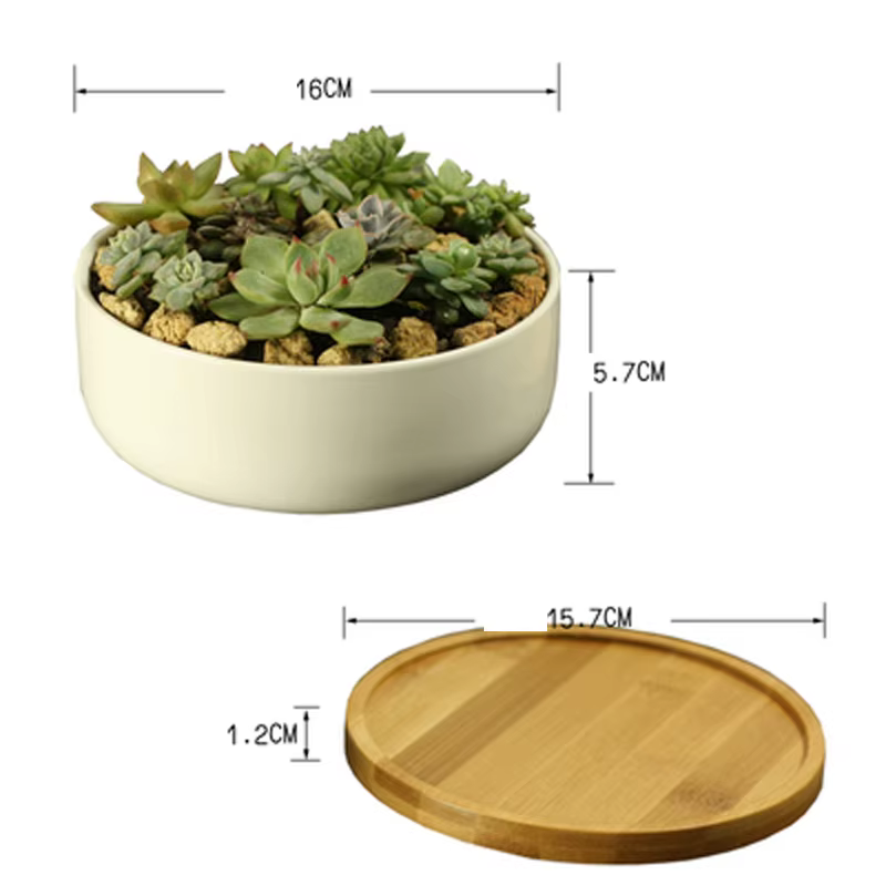 Pot de plante succulente en céramique