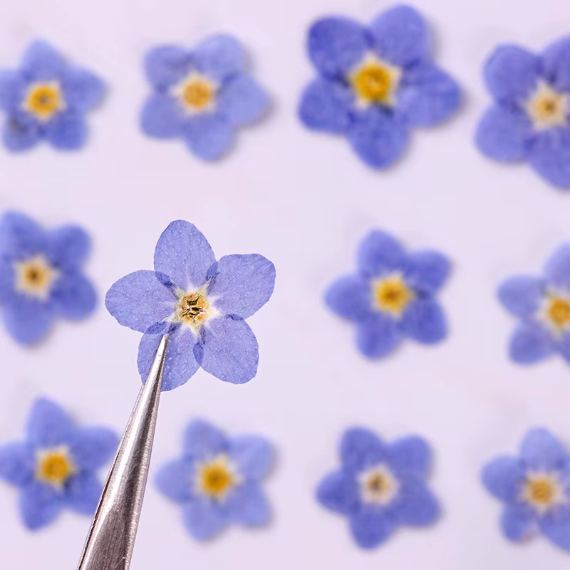 Myosotis sylvatica bleu pressé et séché