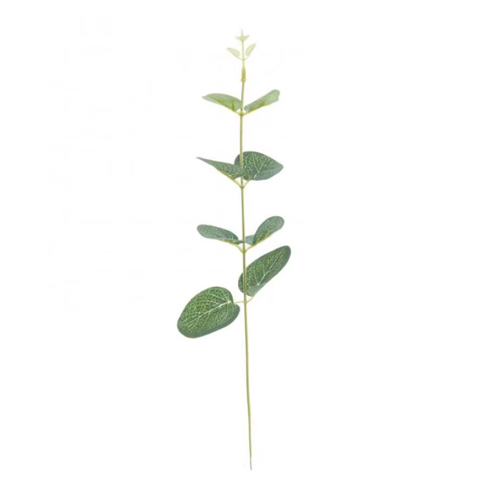 Feuilles d'eucalyptus bon marché