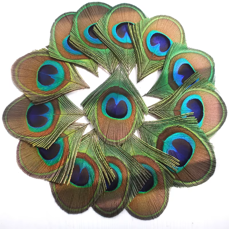 Grand Oeil de Plume de paon naturel bleu