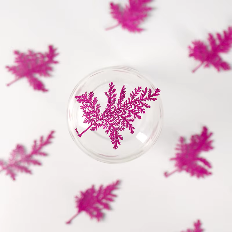 Feuilles séchées Artemisia de 4 à 7cm