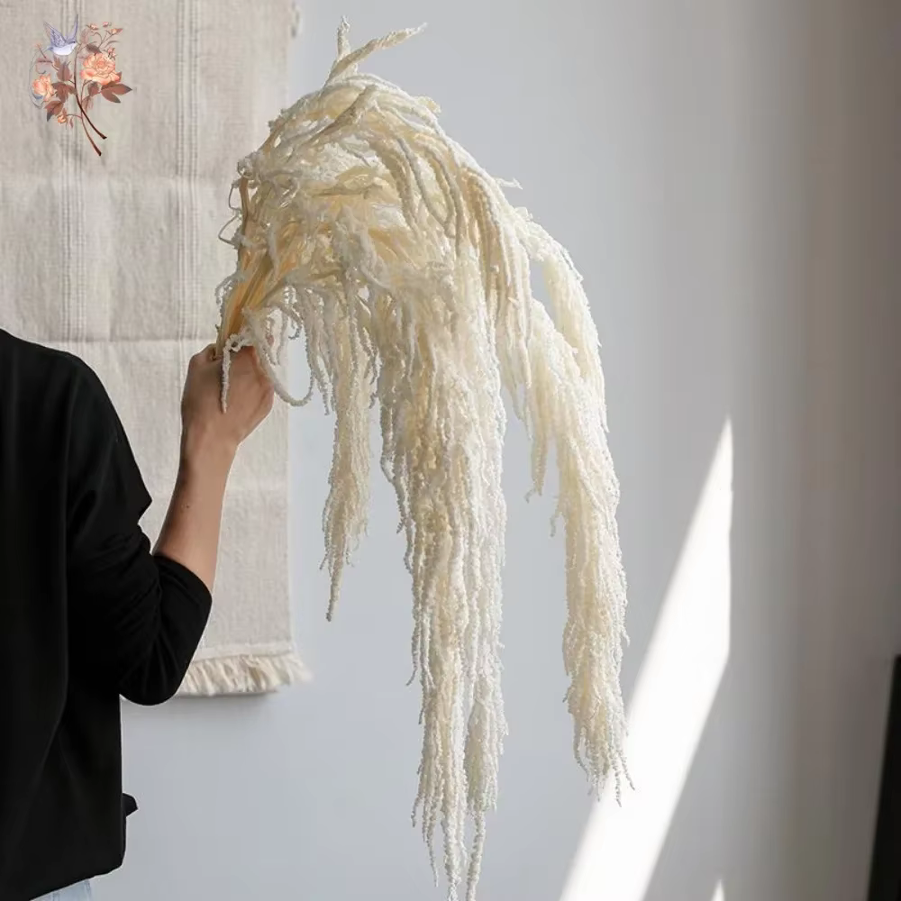 Amaranthus suspendu de fleurs séchées naturelles