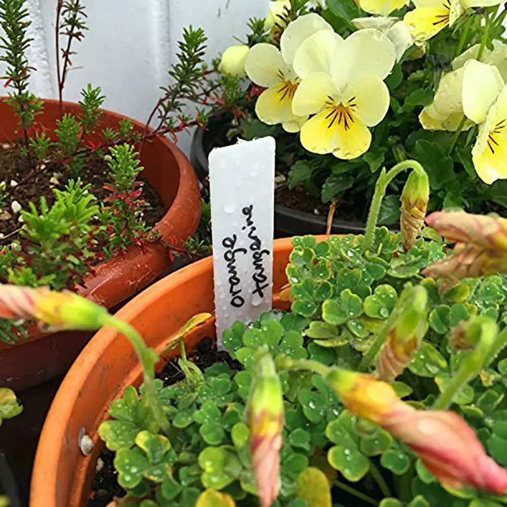 100 pièces étiquettes de plantes de jardin
