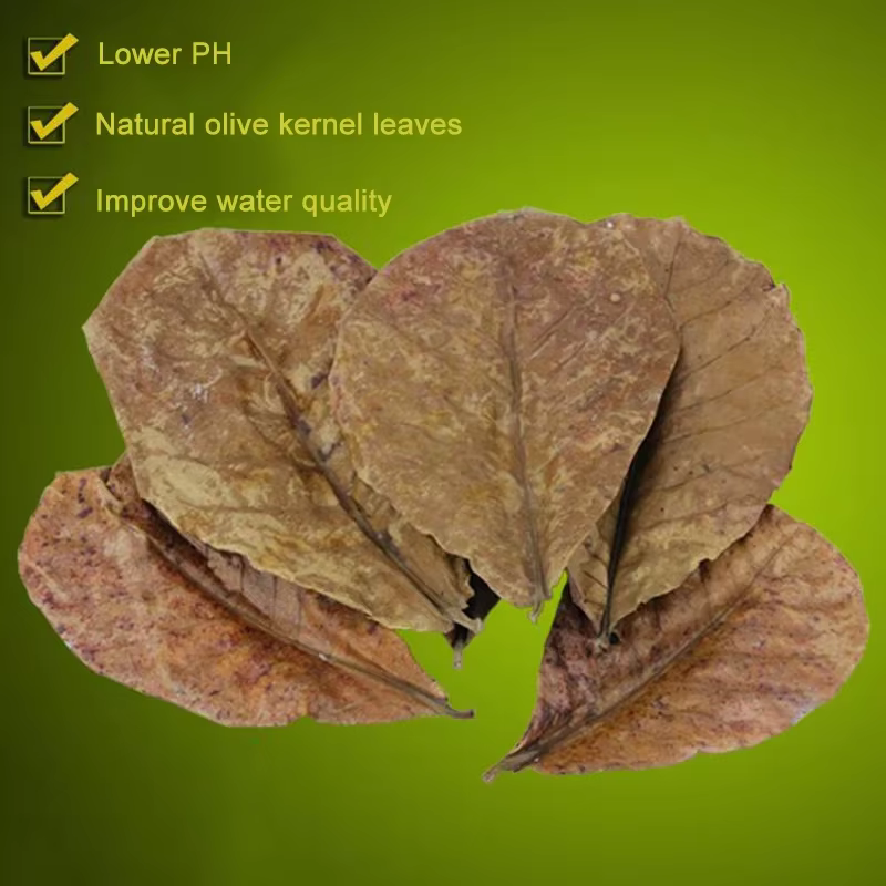 Terminal naturel Catappa Foetida feuilles île feuille d'amande traitement de nettoyage de poisson réservoir d'aquarium livraison directe