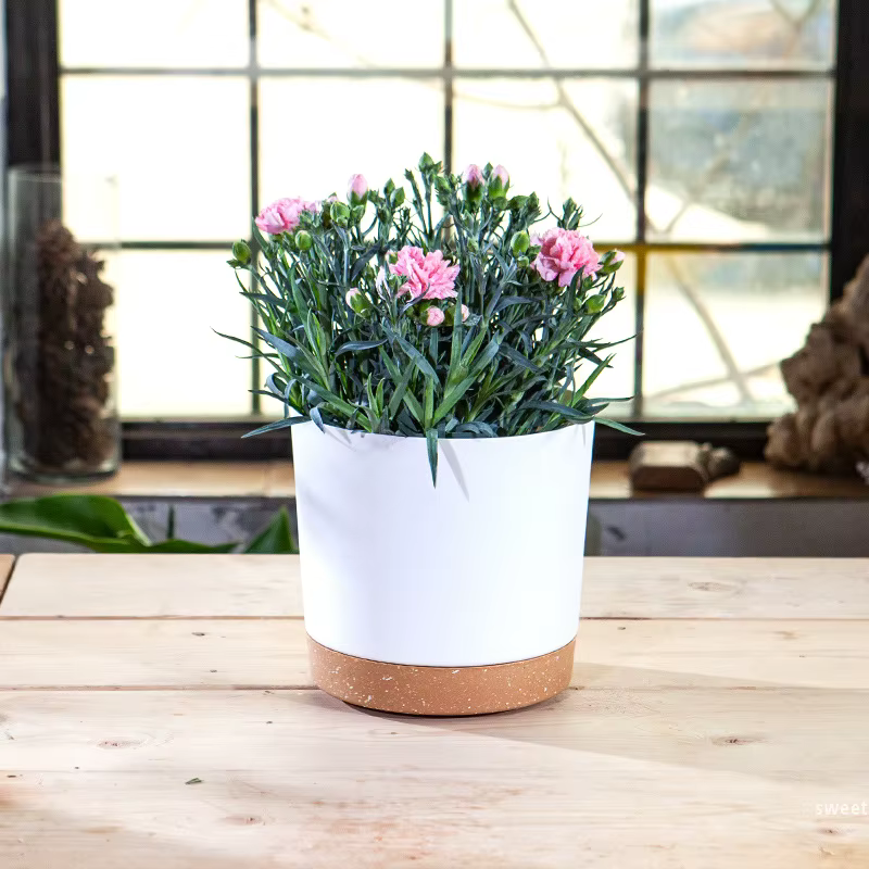 Pot De Fleur Intérieur