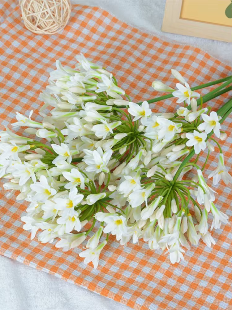 Branche d'agapanthus africaine de luxe