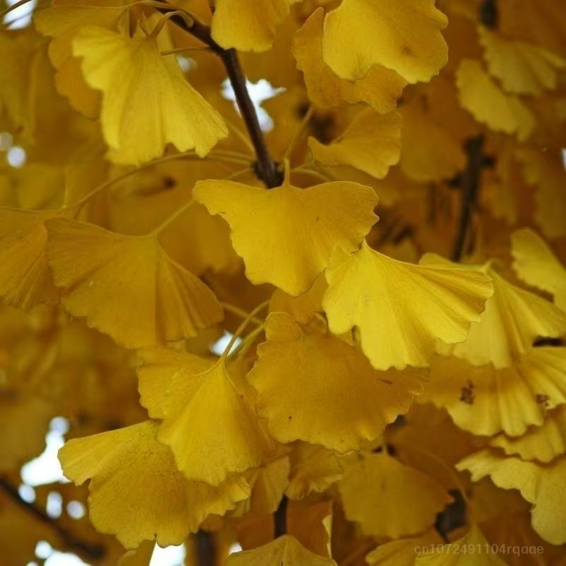 Feuilles séchées de Ginkgo Biloba naturelles