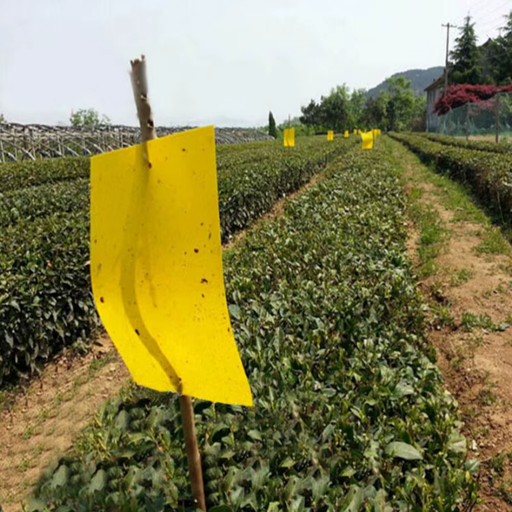 Piège collant double face pour insectes