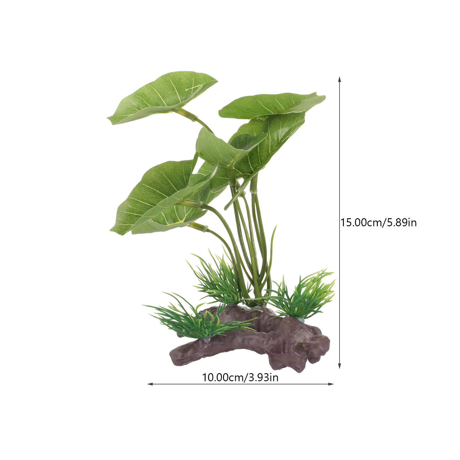 Plante pour Aquarium durable