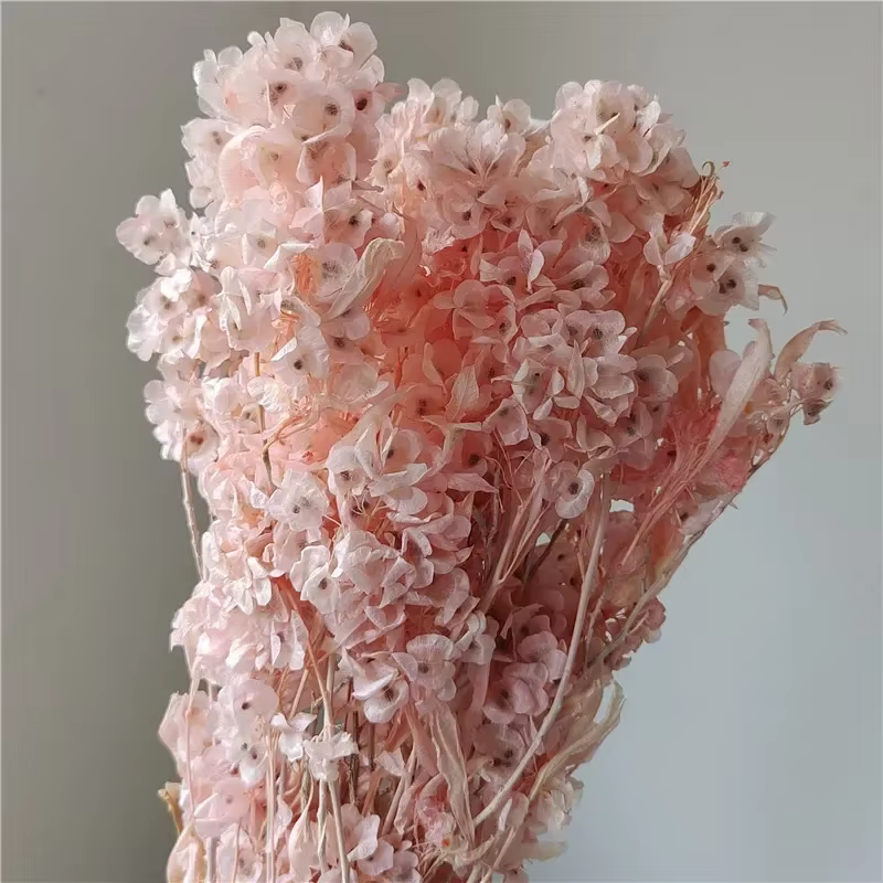 Bouquet de fleurs d'iris séchées