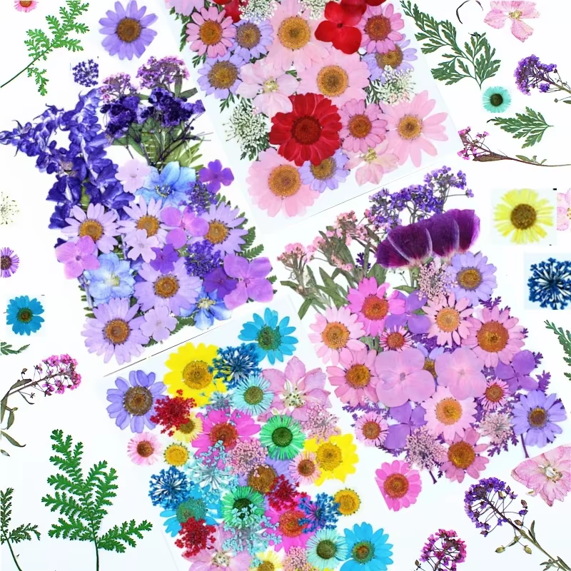 Fleurs pressées séchées