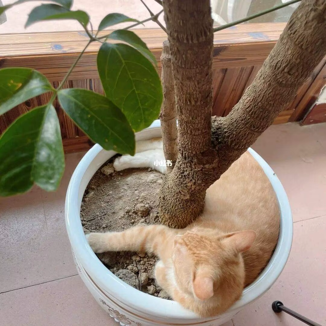 Couvercle de Pot de fleur