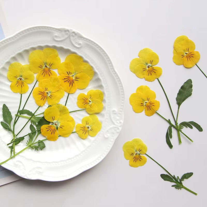 12 pièces/7-10cm, Corydalis coins jaune naturel pressé fleur sèche bricolage signet goutte