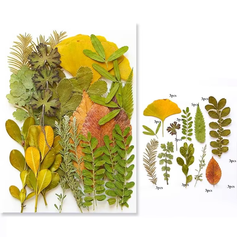 40ja Plante feuilles séchées pressées