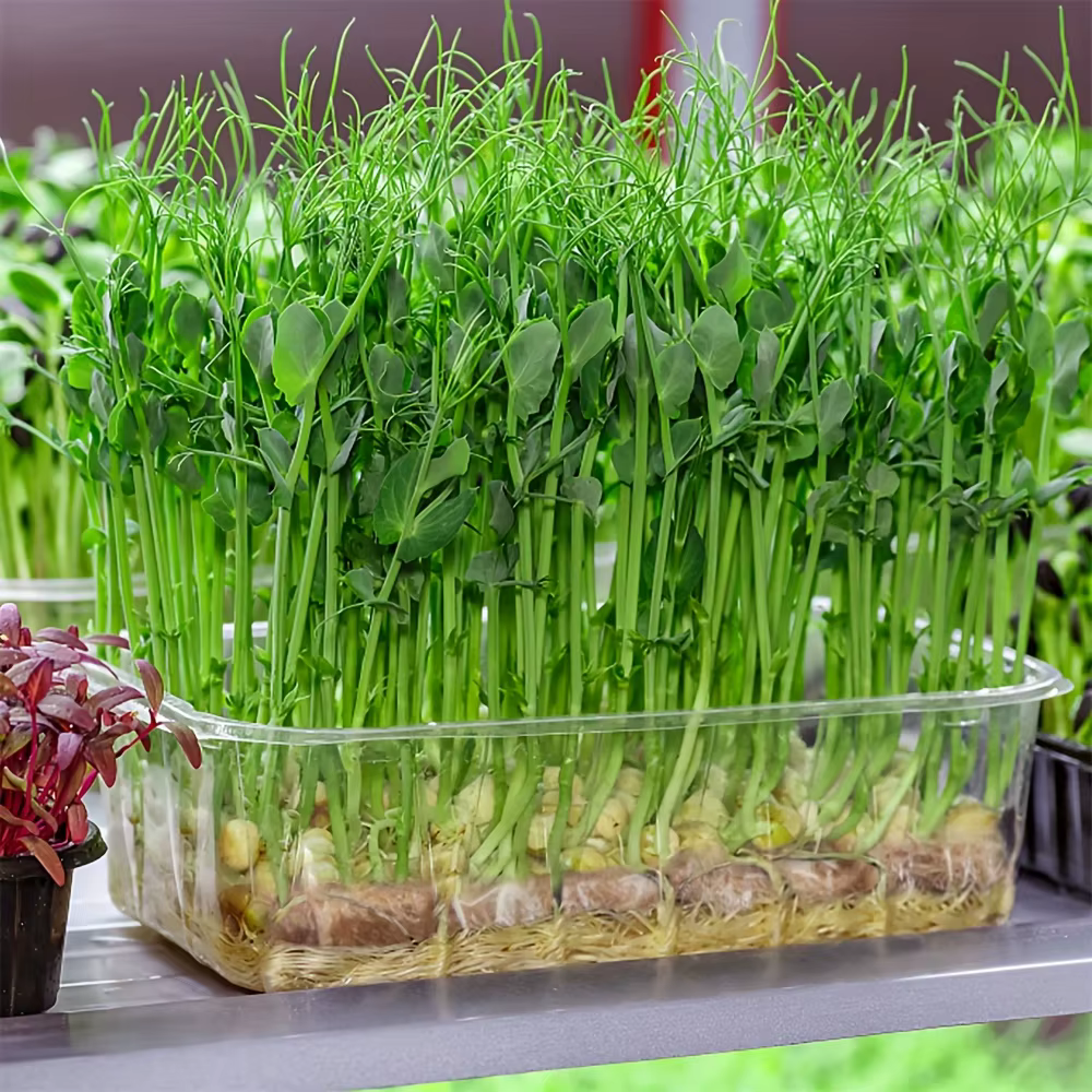 Tapis de propagation de plantes en tissu feutré