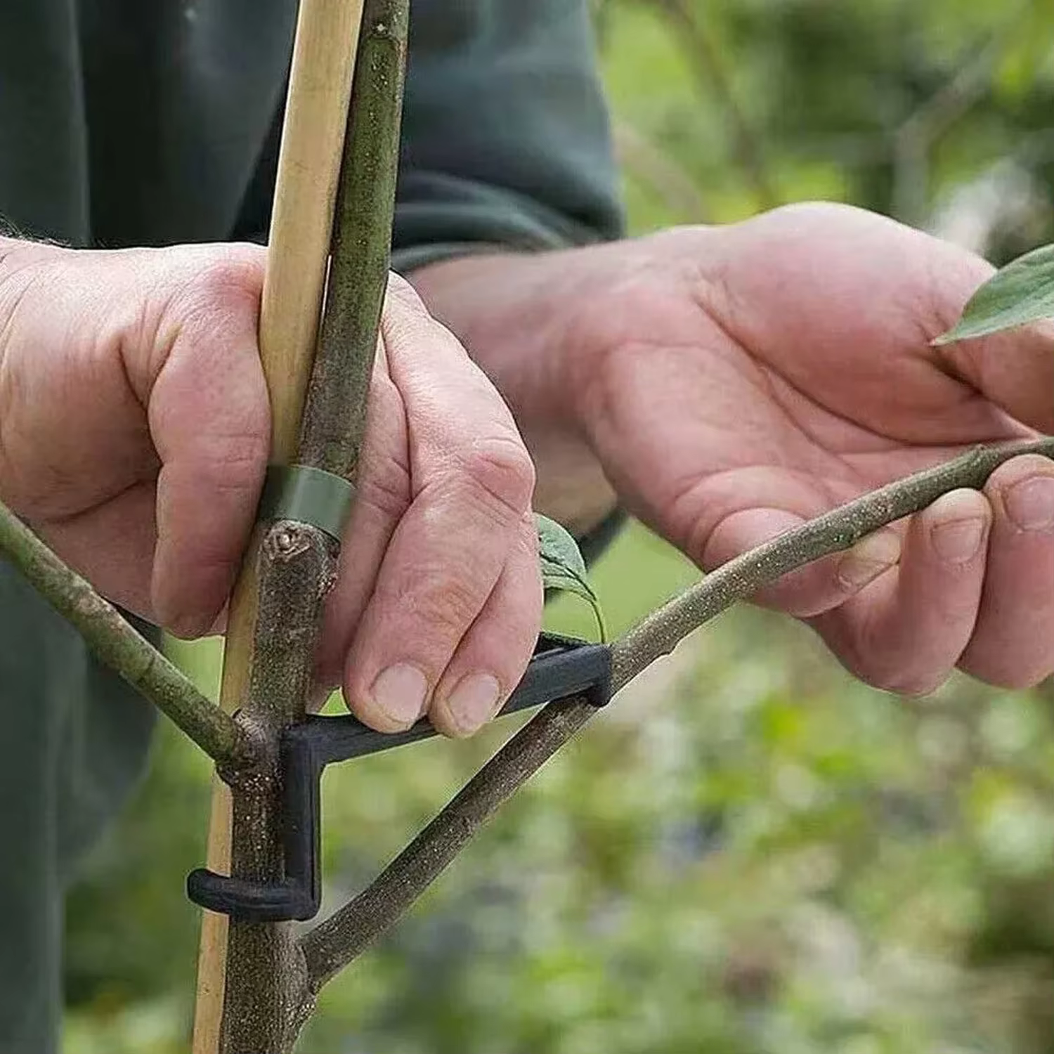 Extracteur de branches de plantes