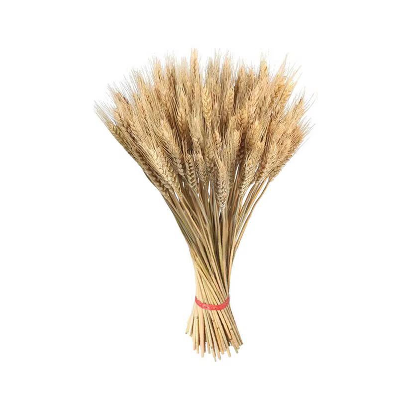 Sunks de blé séché naturel pour la décoration