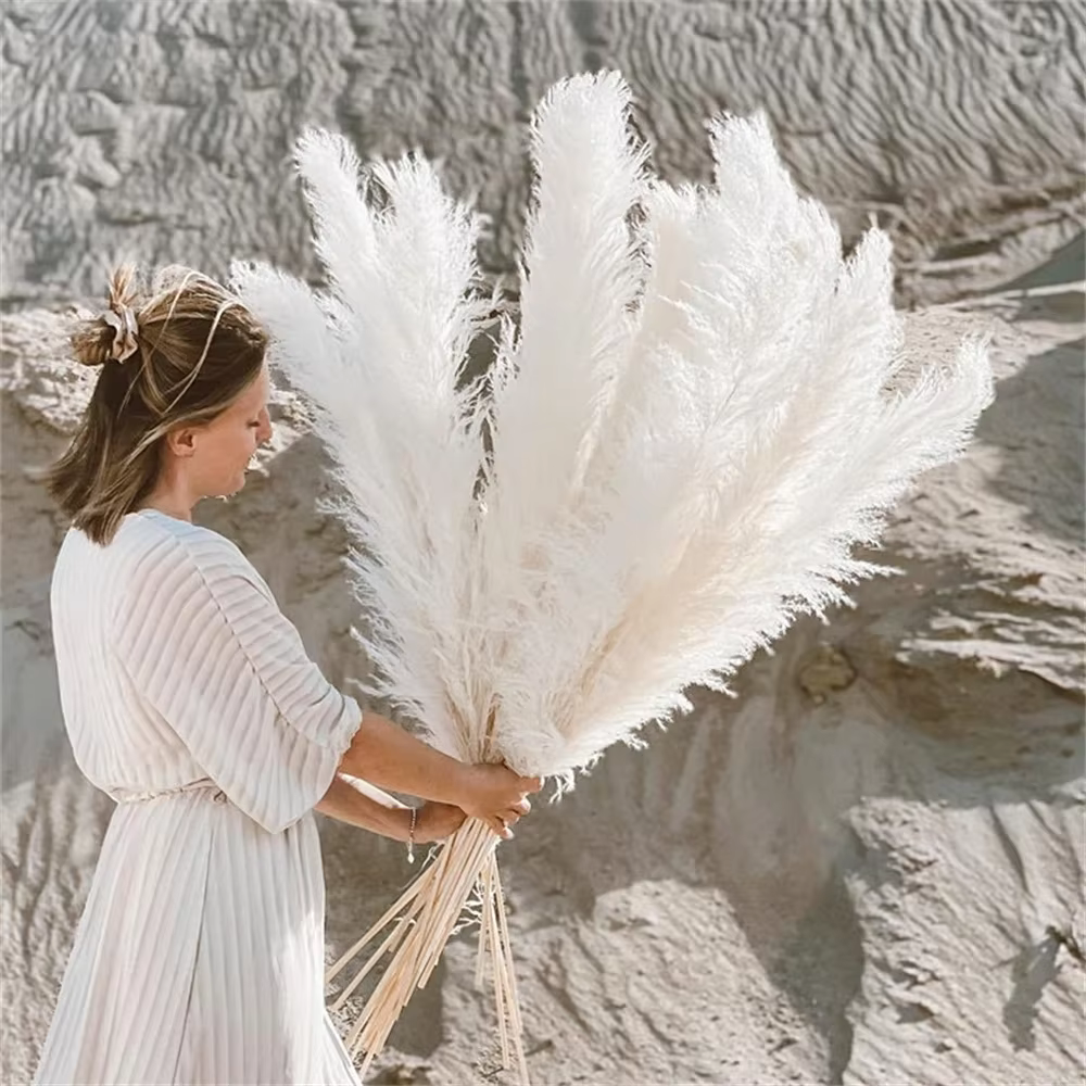 Grand Plume d'herbe de Pampa séchée de 110 à 120cm