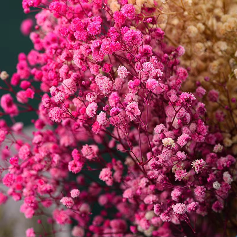 Fleurs d'haleine de bébé conservées de qualité