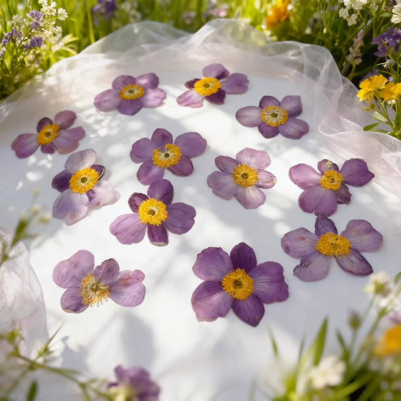 Fleur de coton sauvage séchée 4-5cm/12 pièces