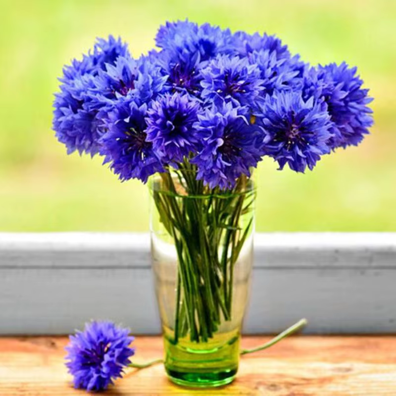 Fleurs séchées de bleuet naturel parfumé
