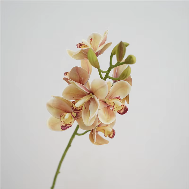 Cymbidium en Latex au Toucher Réel
