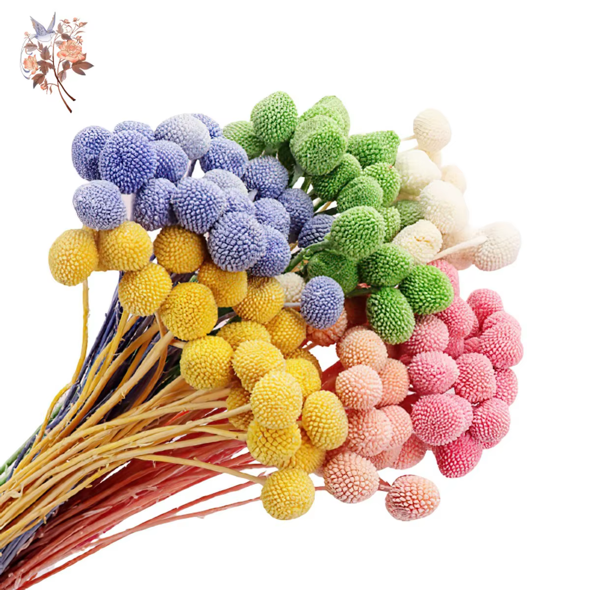 Fleurs IkFlowers séchées CeleButton pour décoration de table