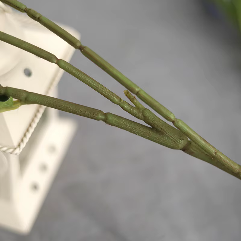 Fausses fleurs d'anémone à 3 têtes