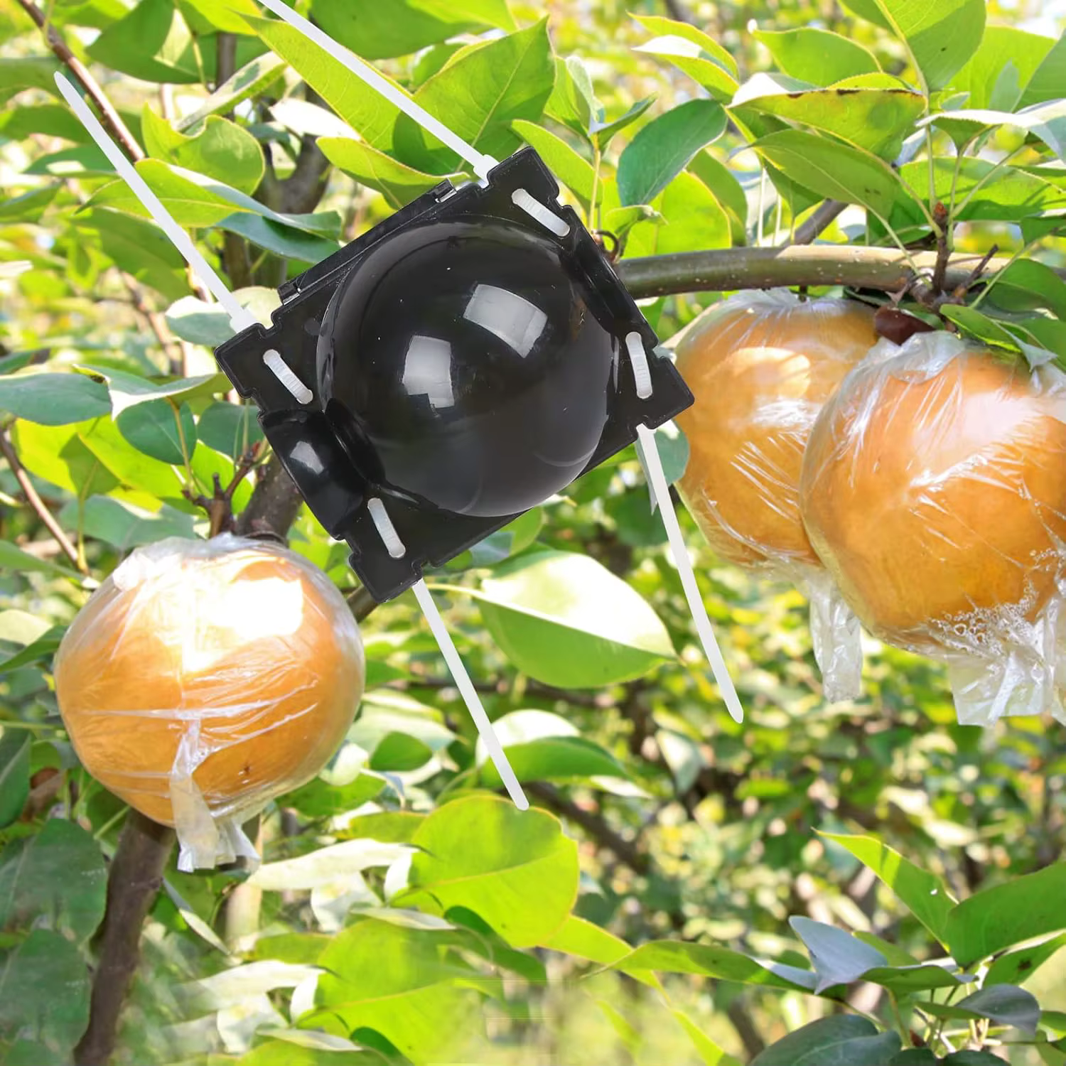 Boule d'enracinement pour plantes