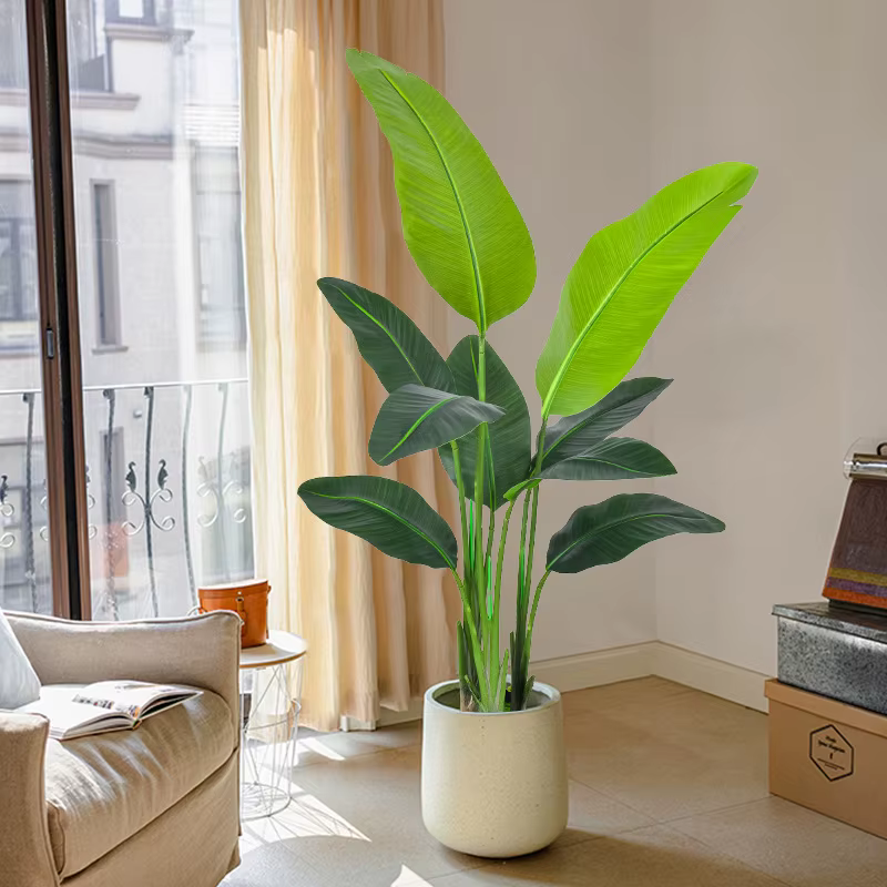 Grande plante banane tropicale de 70