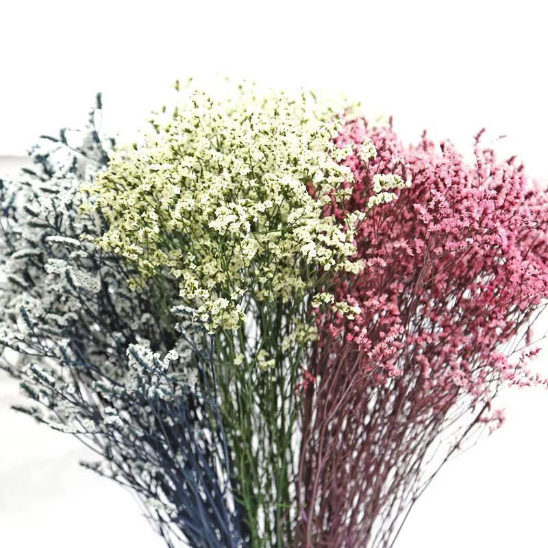 Fleurs naturelles séchées et conservées