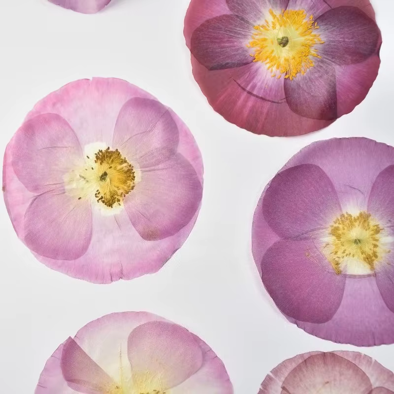 1 pièce/7-10 cm, Véritables pétales de coquelicot pressés pour cadre photo