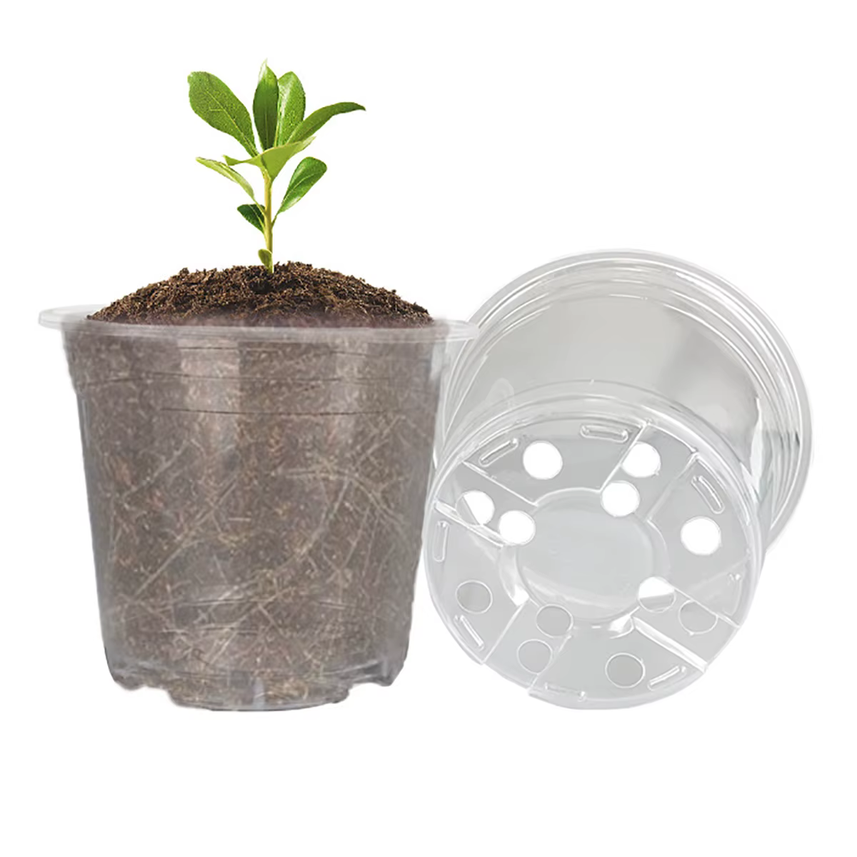 Pot rond transparent pour culture de fleurs