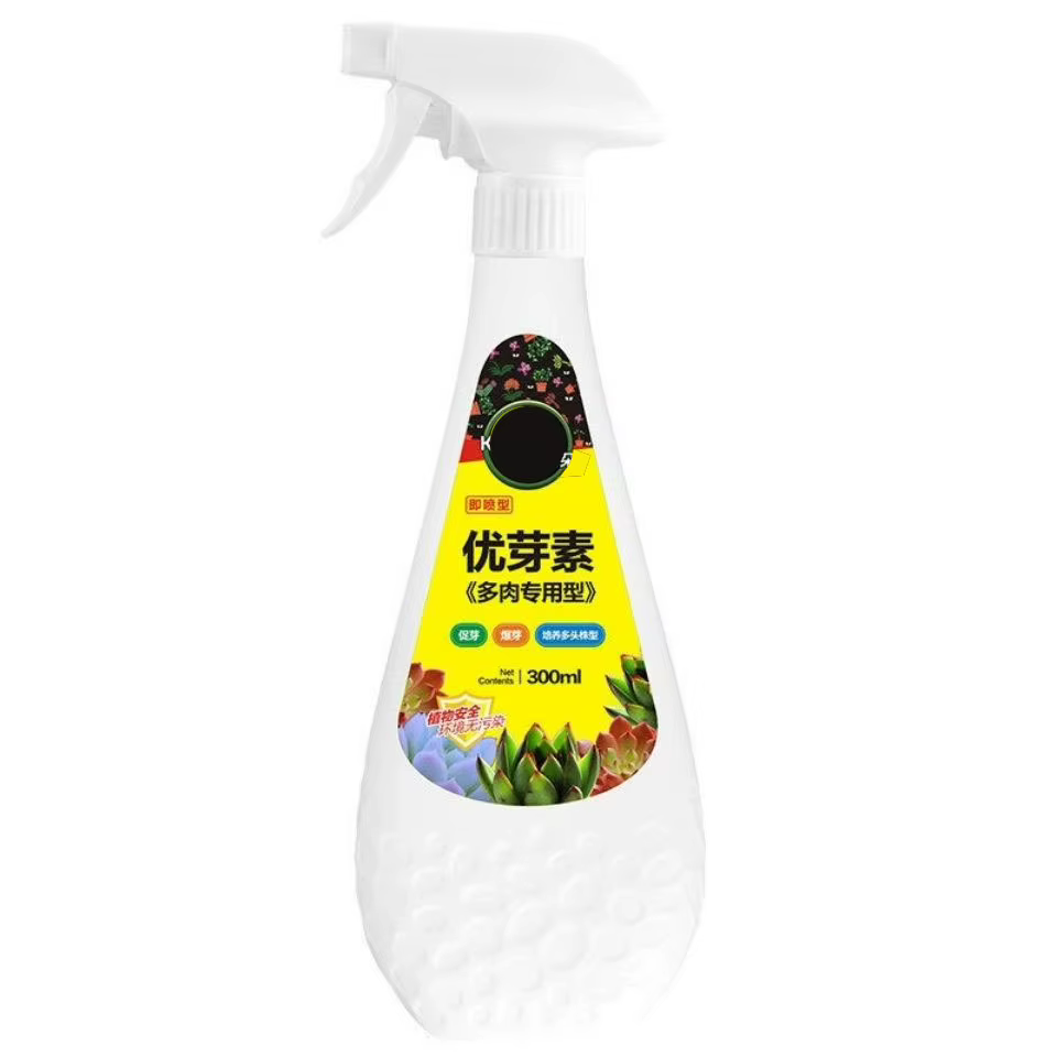Plante succulente de 300ml