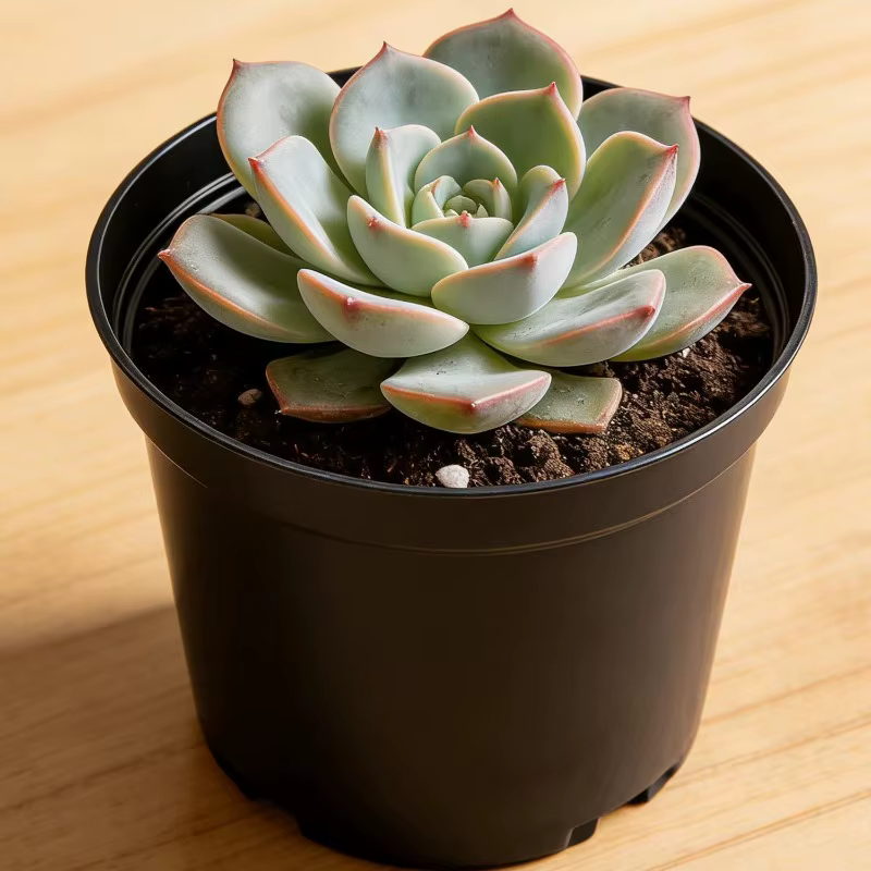 Pots de pépinière en plastique réutilisables pour plantes