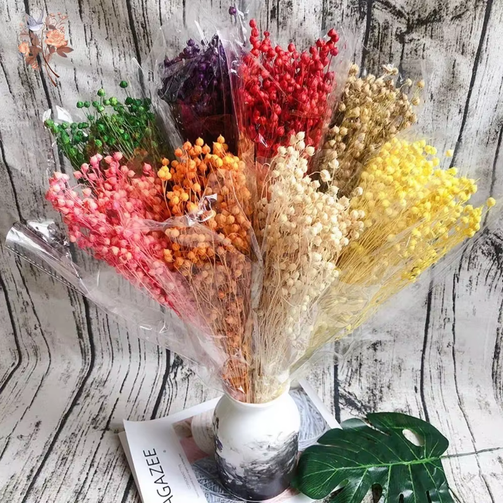 Bouquet de fleurs de haricots d'acacia séchés naturels