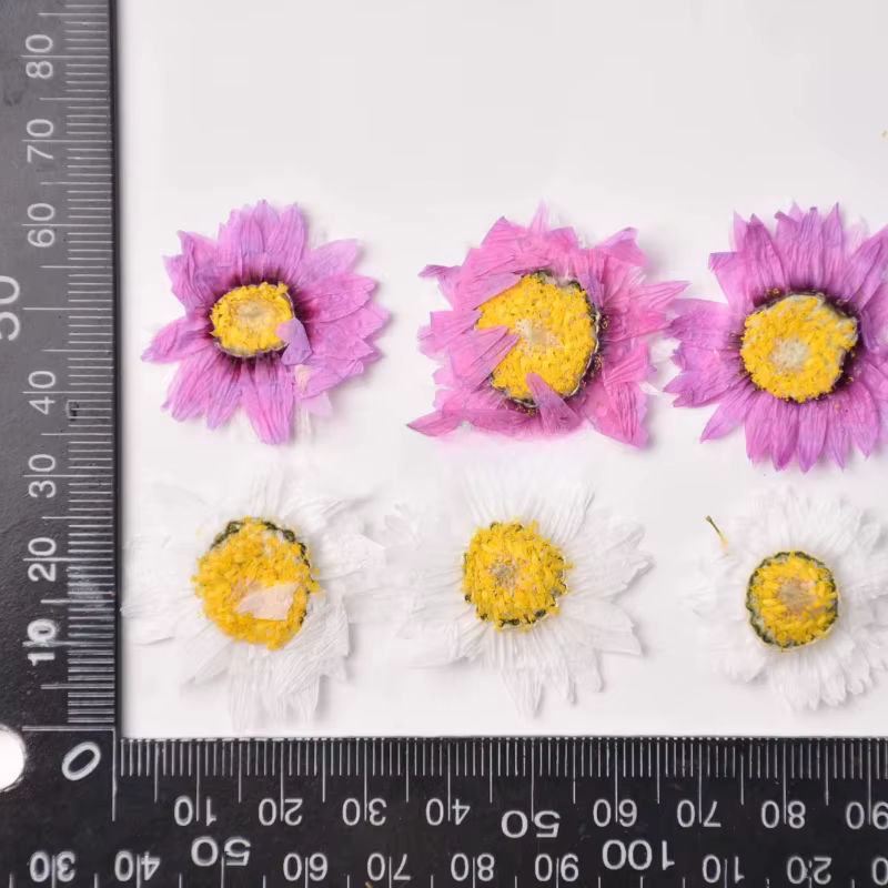 24 pièces, fleur séchée naturelle en relief