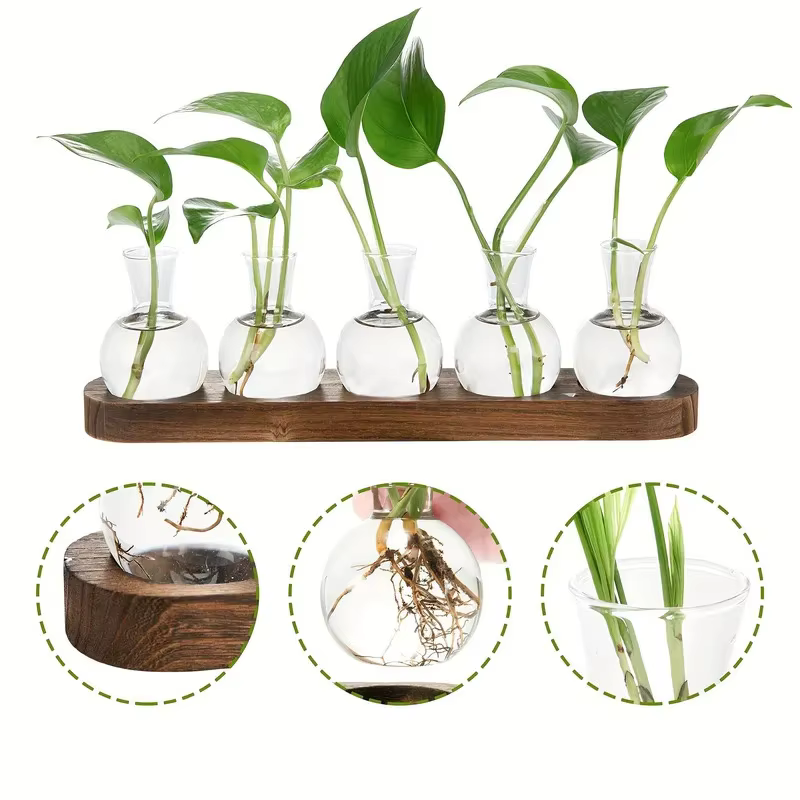 Terrarium en verre pour plantes avec plateau en bois – Pour vase hydroponique d'épandation intérieure