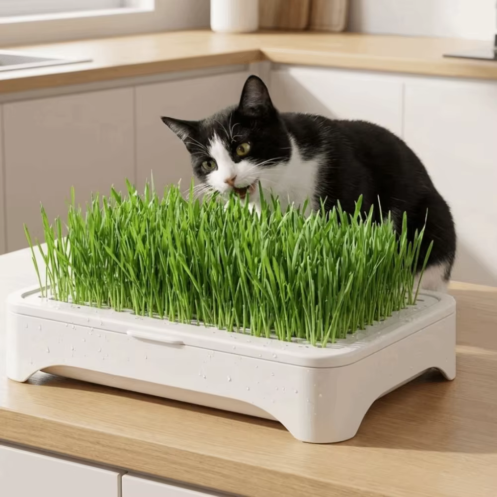Pot de culture pour herbe à chat en plastique