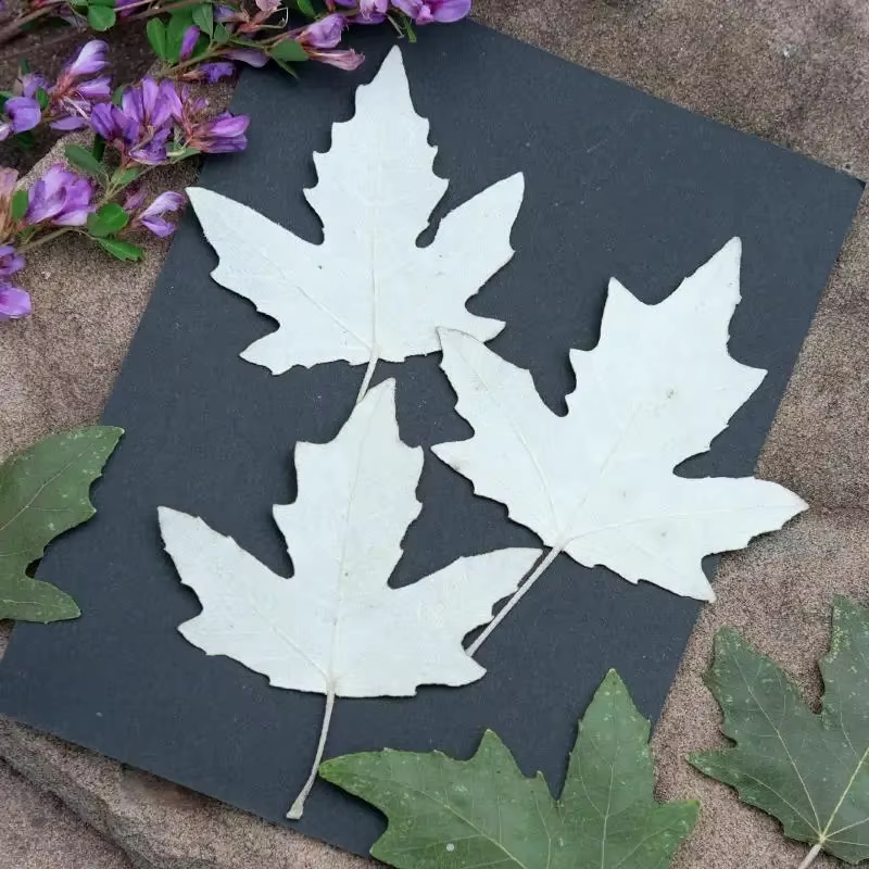 Feuilles de peuplier pressées naturelles
