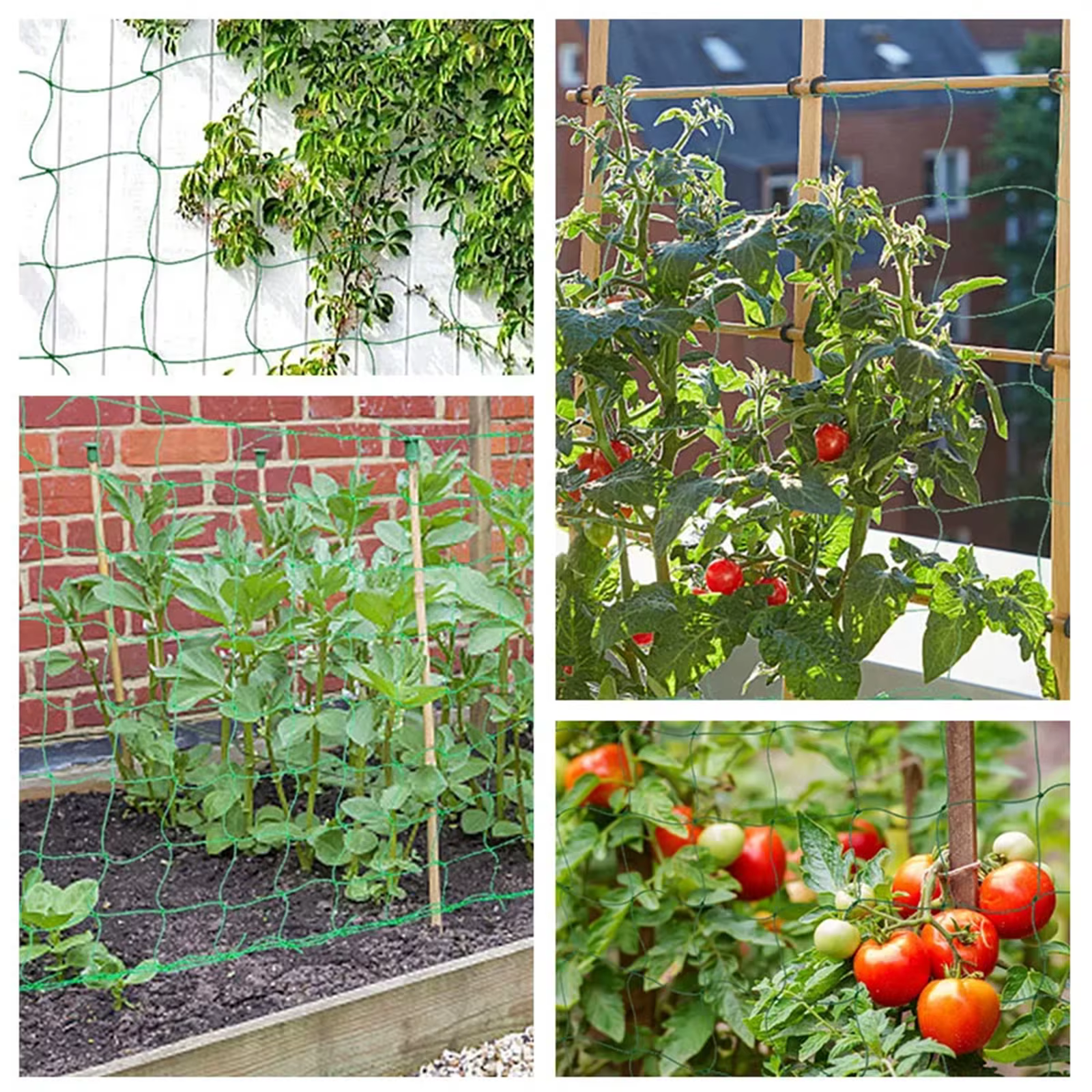 Plantes de jardin treillis filet plante