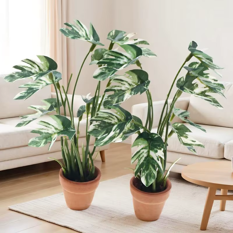 Plante Monstera Miniature délicate pour maison de poupée 1/12