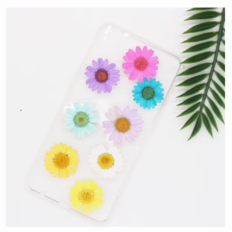 Fleur de chrysanthème aludosum séchée et pressée