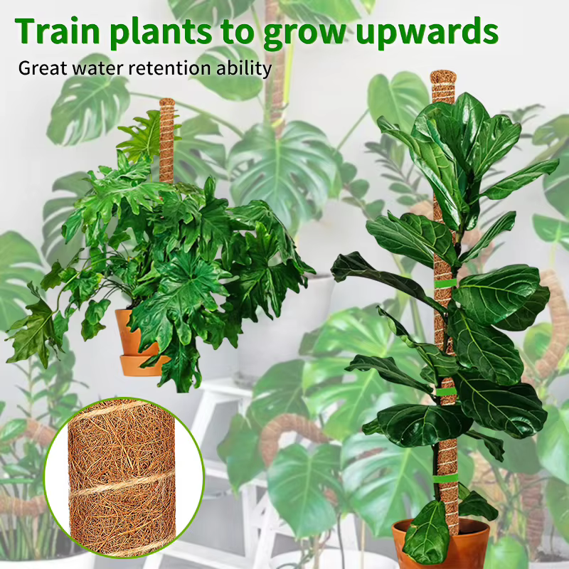 Poteau de mousse pour plantes Monstera