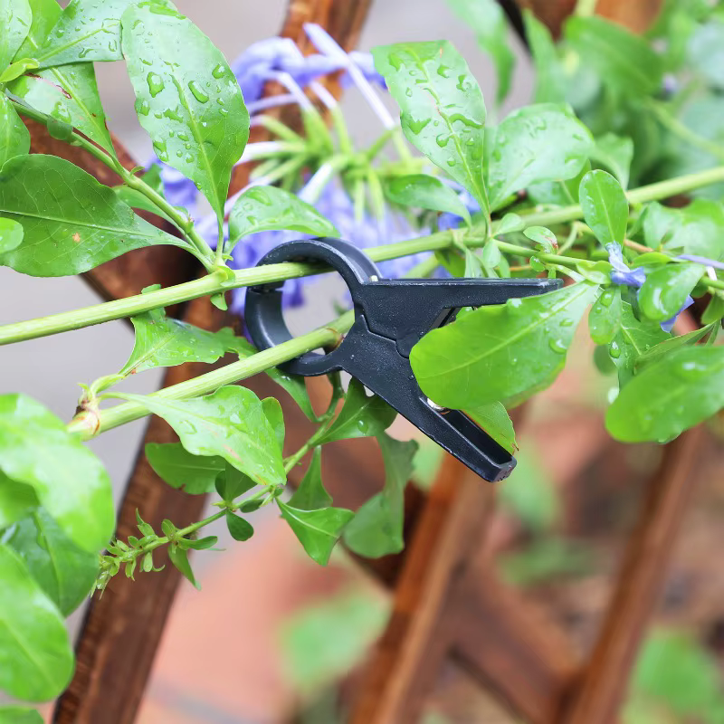 Clips de Support pour plantes