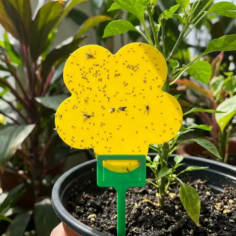 Piège adhésif double face pour fleurs