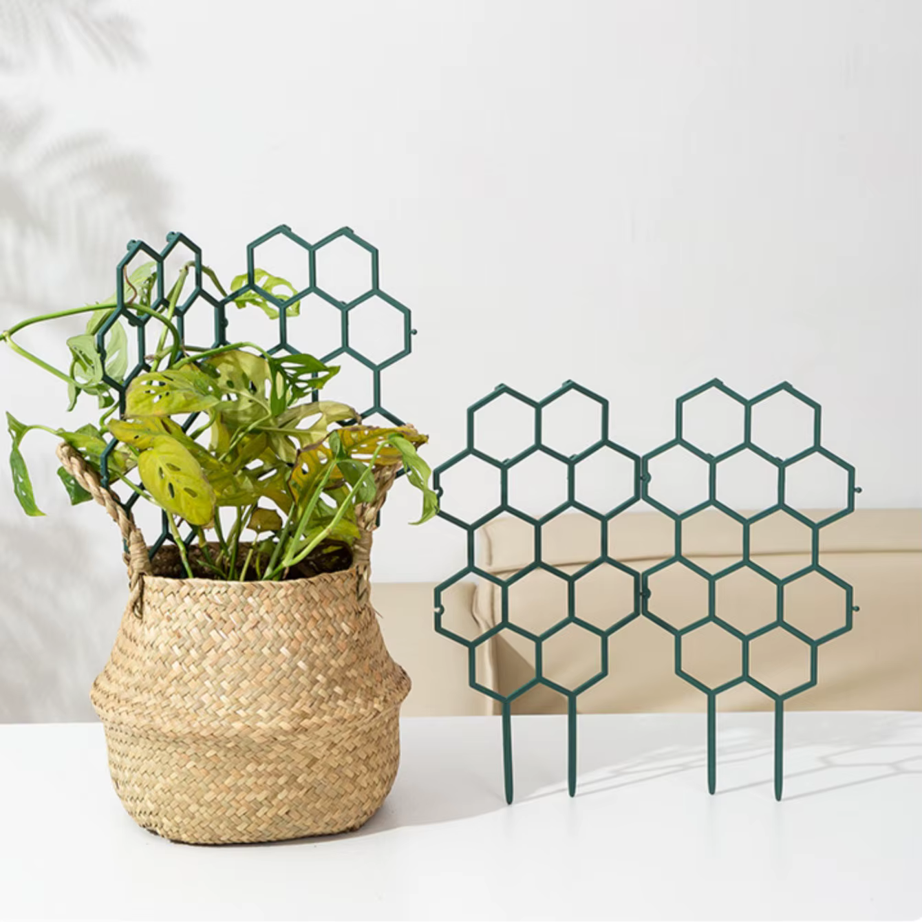 Support pour plantes grimpantes